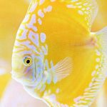 shirazdiscus