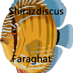shirazdiscus